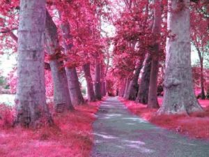 le-chemin-du-bonheur-1